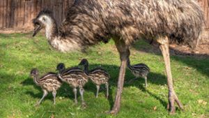 Nachwuchs in der Stuttgarter Wilhelma: Süße Emu-Küken zeigen sich erstmals den Besuchern